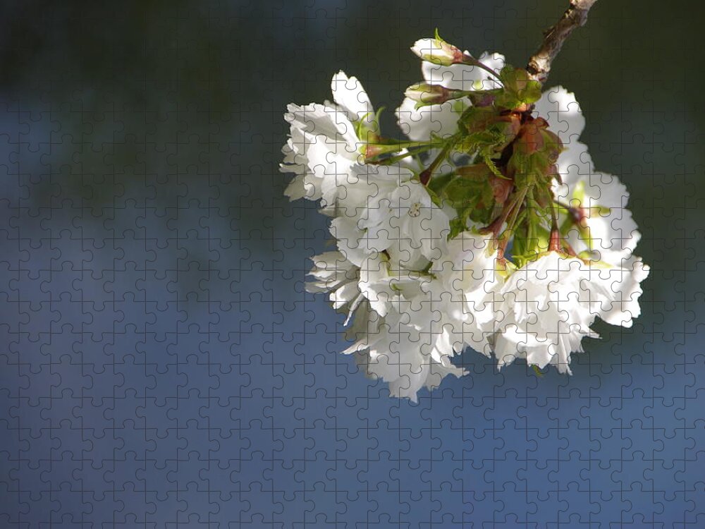 White Jigsaw Puzzle featuring the photograph Tree Blossoms by Marilyn Wilson