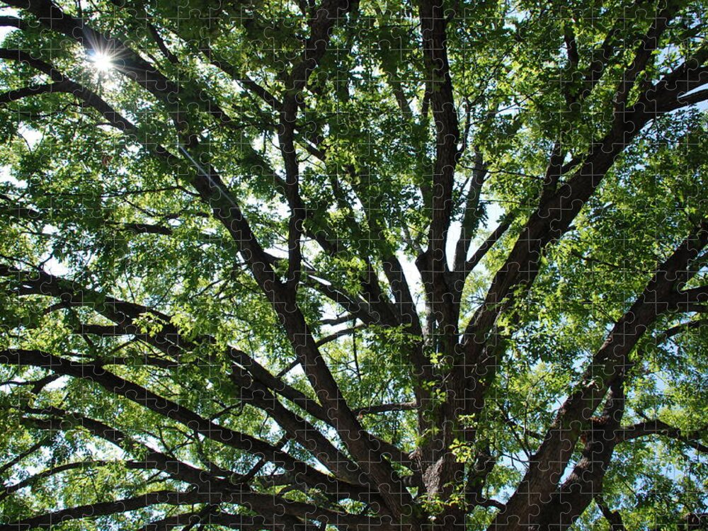 Tree Jigsaw Puzzle featuring the photograph Tree Canopy Sunburst by Kenny Glover