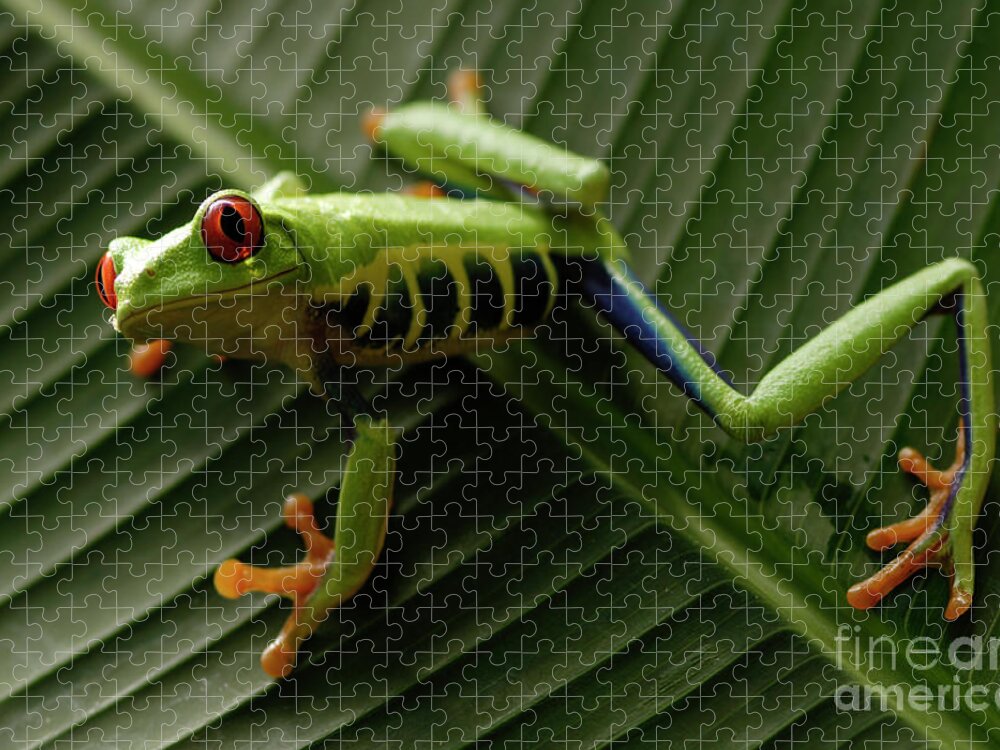 Frog Jigsaw Puzzle featuring the photograph Tree Frog 16 by Bob Christopher