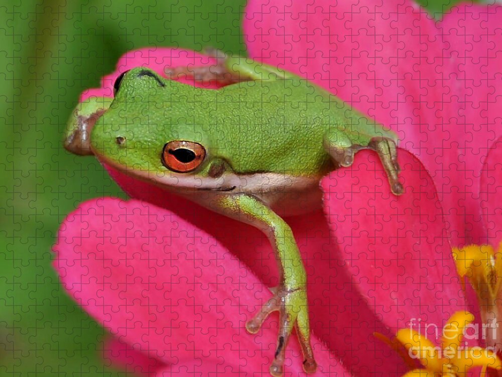 Frog Jigsaw Puzzle featuring the photograph Tree Frog On A Pink Flower by Kathy Baccari