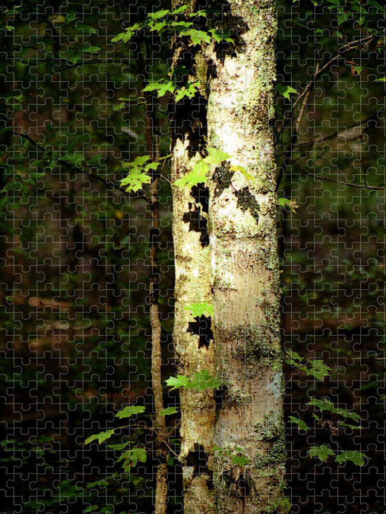 Tree Jigsaw Puzzle featuring the photograph Tree In The Woods by Pamela Critchlow