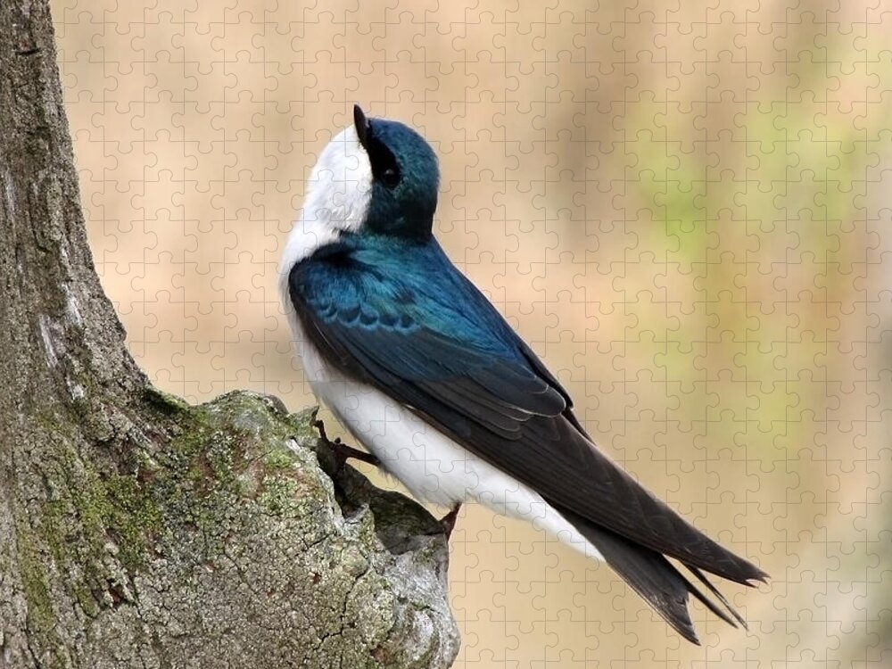 Tree Swallow. Swallow Jigsaw Puzzle featuring the photograph Tree Swallow by Ann Bridges
