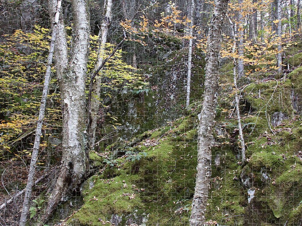 Trees Jigsaw Puzzle featuring the photograph Trees and Moss by Jean Macaluso
