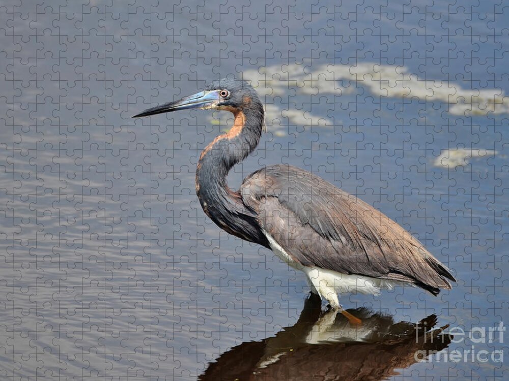 Heron Jigsaw Puzzle featuring the photograph Tri Colored Heron by Kathy Baccari