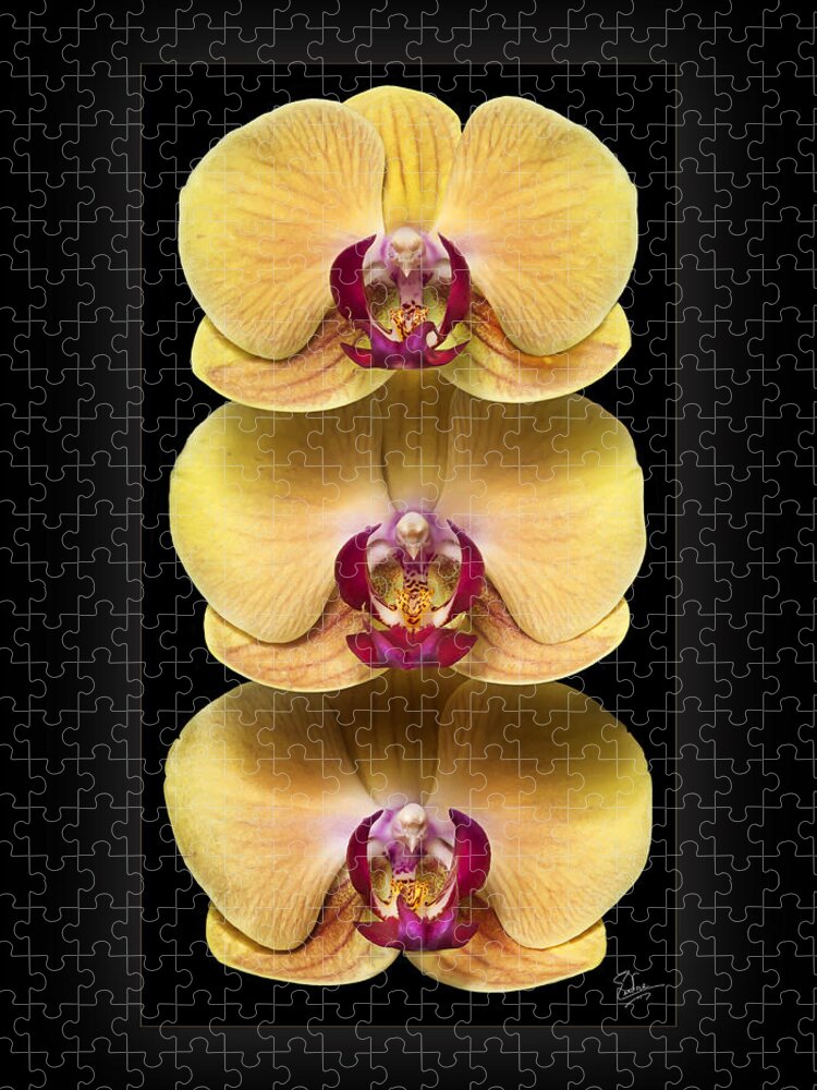 Flower Jigsaw Puzzle featuring the photograph Trio of Orchids by Endre Balogh
