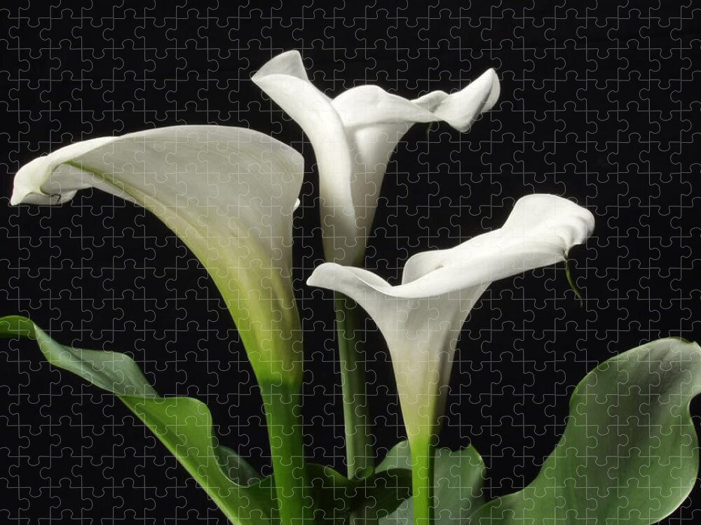 Calla Lilies Jigsaw Puzzle featuring the photograph Trio of white Calla lilies by Harold Rau