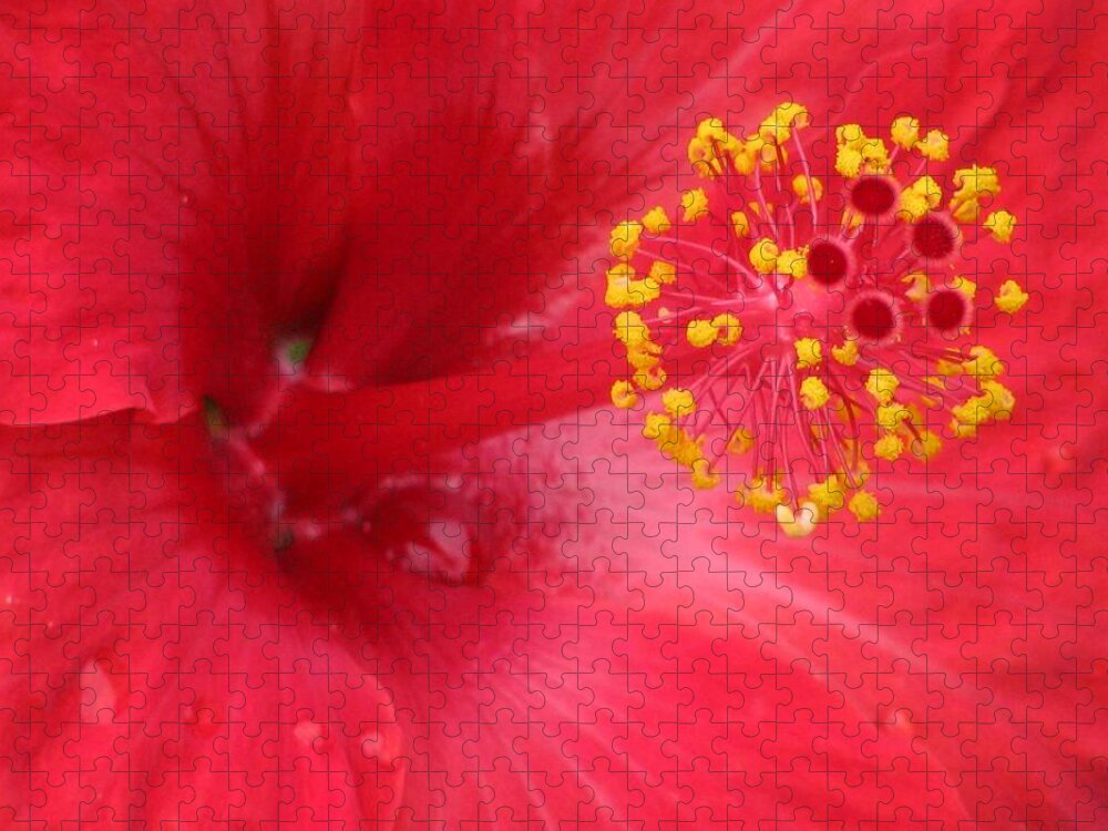 Hibiscus Jigsaw Puzzle featuring the photograph Tropical Hibiscus - Trinidad Wind 02 by Pamela Critchlow