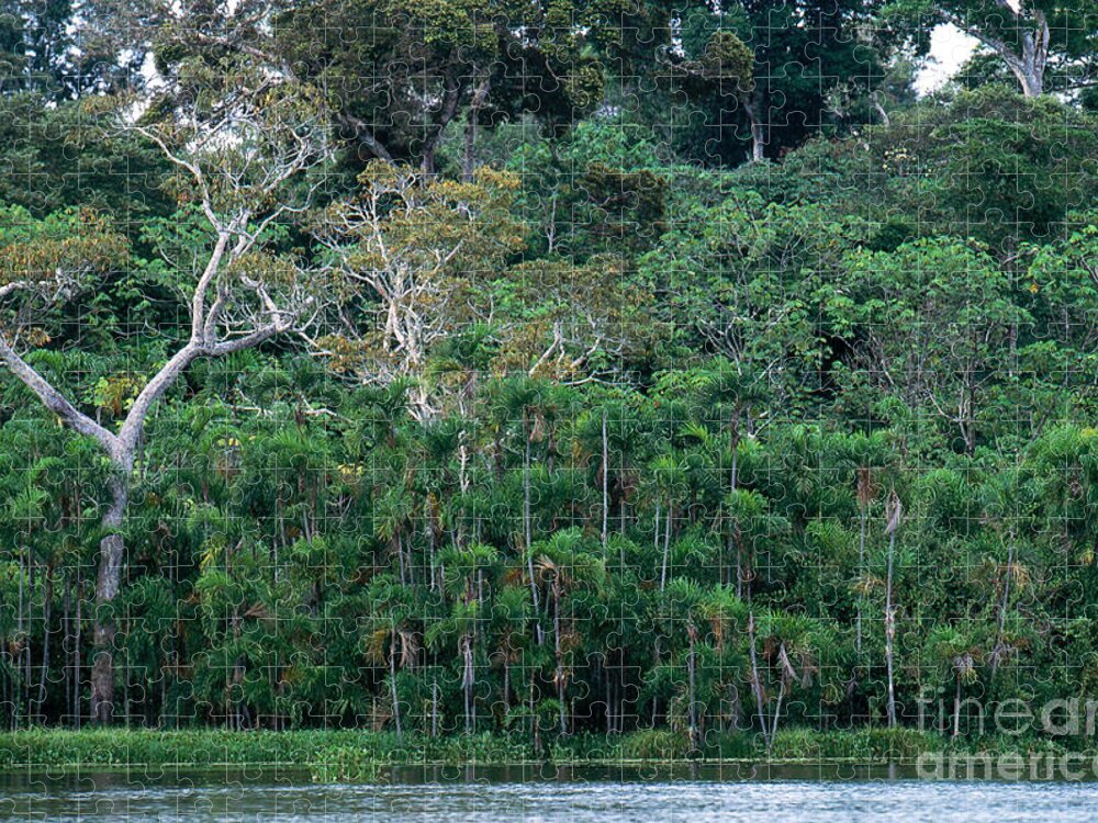 Rainforest Jigsaw Puzzle featuring the photograph Tropical Rainforest, Peru by Art Wolfe