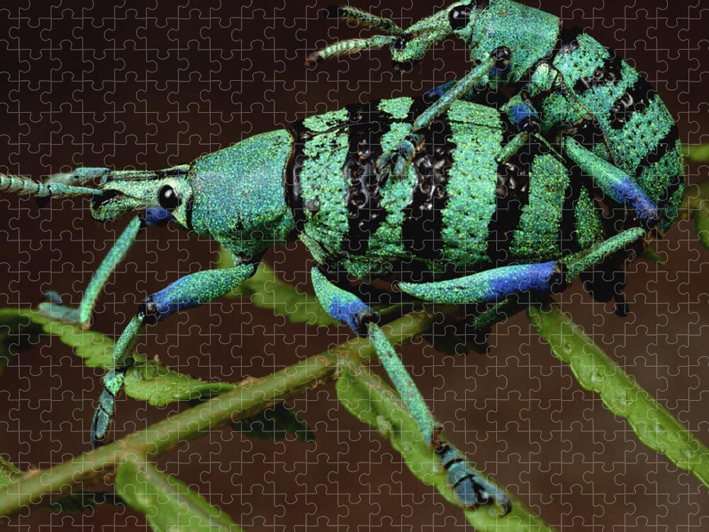 Feb0514 Jigsaw Puzzle featuring the photograph True Weevil Couple Mating Papua New by Mark Moffett