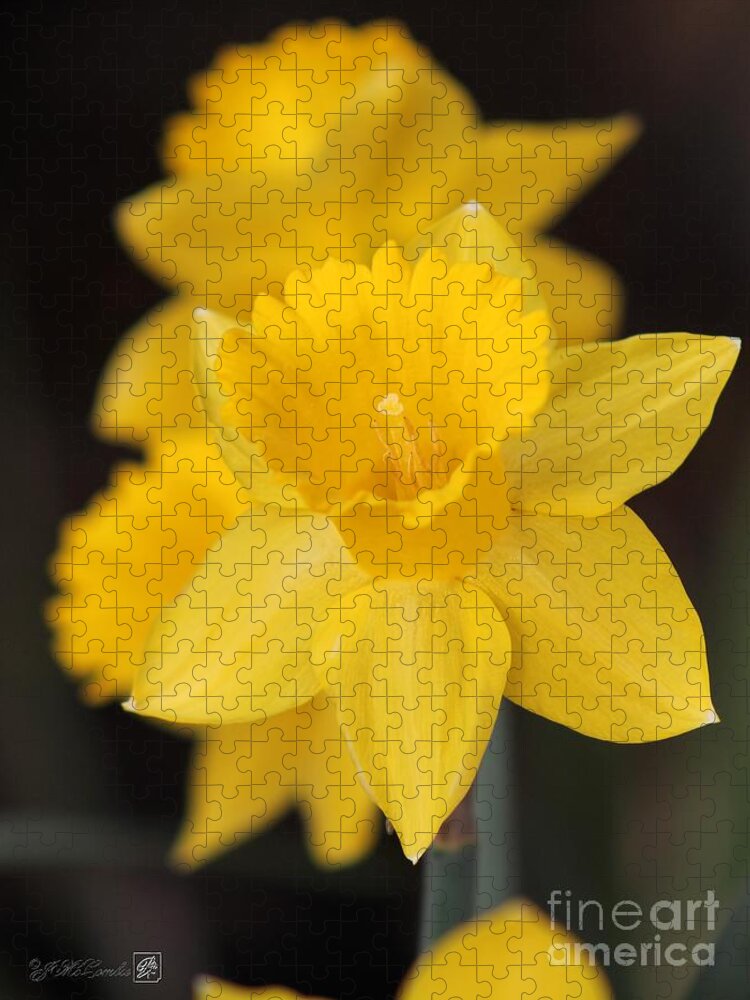 Mccombie Jigsaw Puzzle featuring the photograph Trumpet Daffodil named Exception by J McCombie