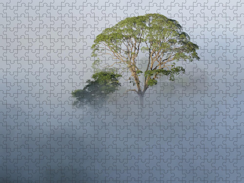 Ch'ien Lee Jigsaw Puzzle featuring the photograph Tualang Tree Above Rainforest Mist by Ch'ien Lee