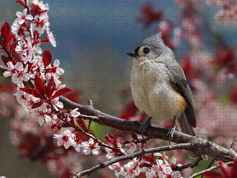 Spring Jigsaw Puzzle featuring the photograph Tufted Titmouse On Ornamental Plum Blossoms by Lara Ellis