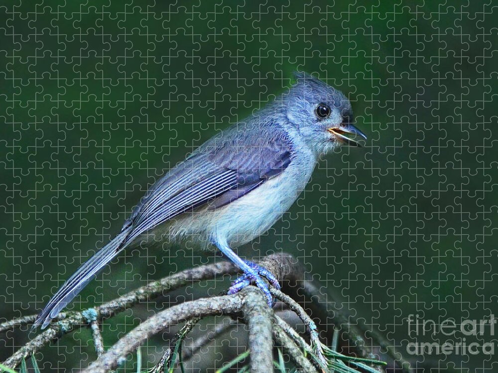 Bird Jigsaw Puzzle featuring the photograph Tufted Titmouse by Rodney Campbell