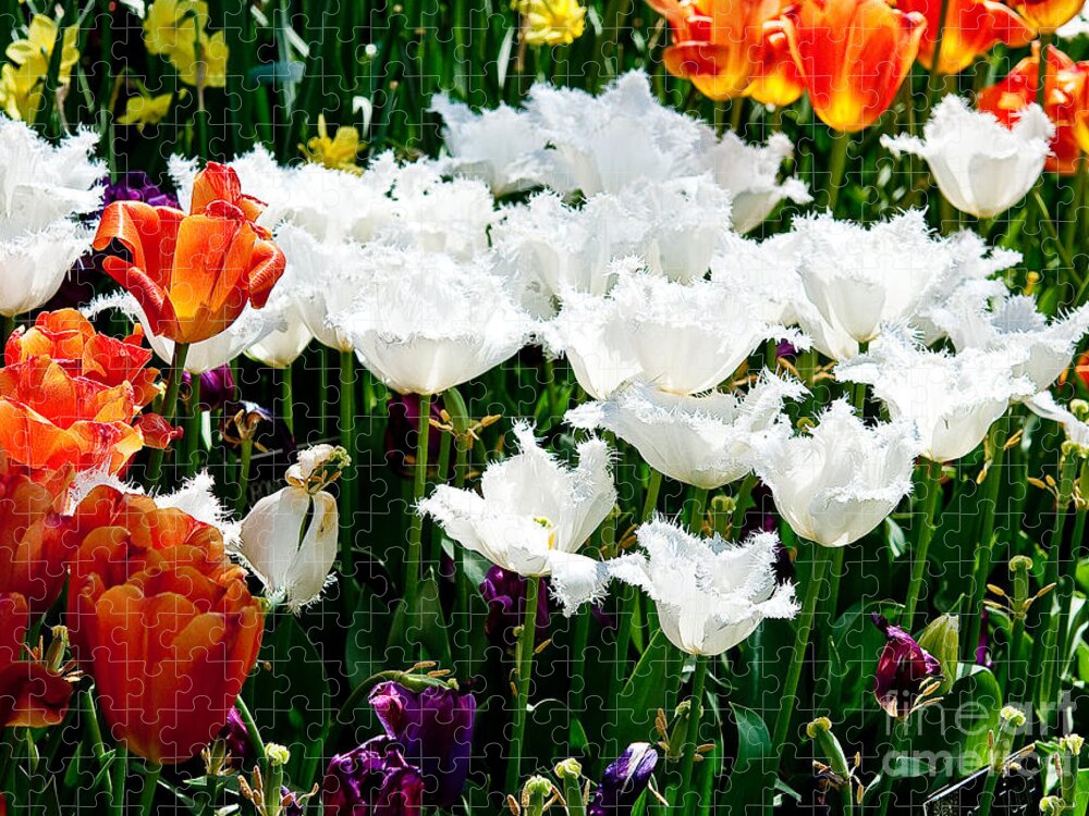 Tulip Jigsaw Puzzle featuring the photograph Tulip Bed by Shijun Munns