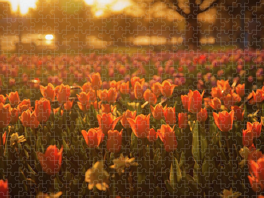 Outdoors Jigsaw Puzzle featuring the photograph Tulip Festival In Ottawa by Alexandre Deslongchamps