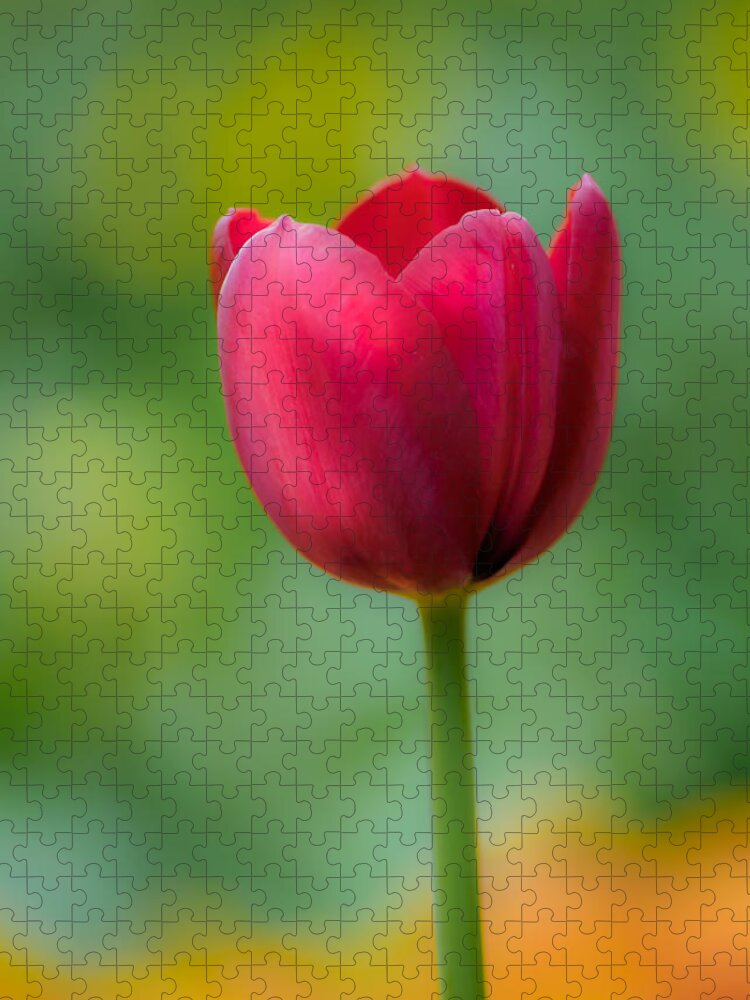 Tulip Jigsaw Puzzle featuring the photograph Tulip in Contrast by James Barber