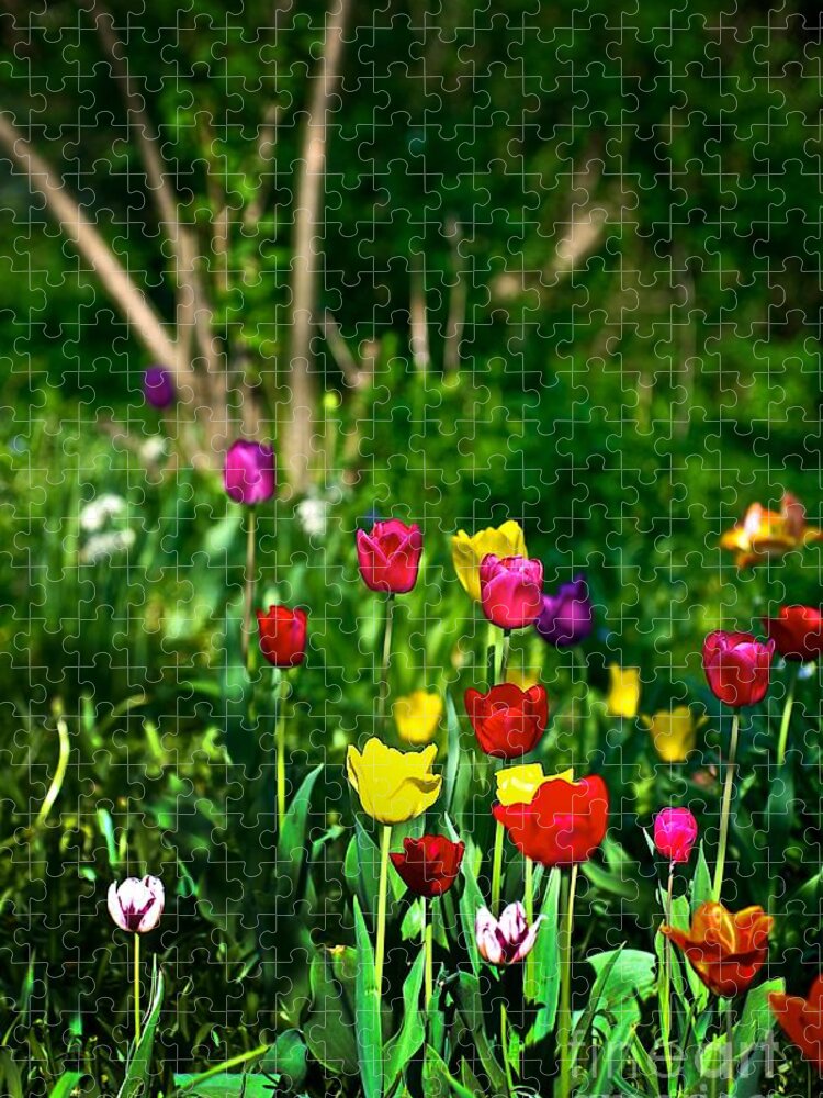 Ranibow Jigsaw Puzzle featuring the photograph Tulip Rainbow by Frank J Casella