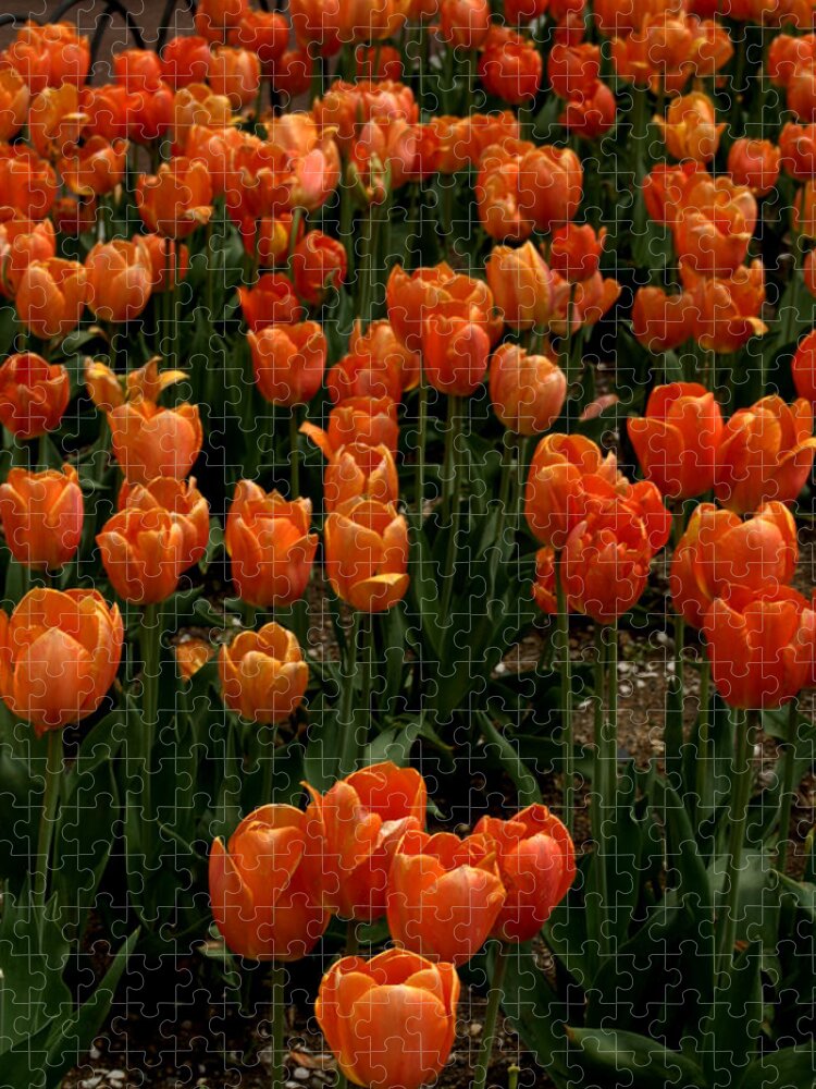Flowers Jigsaw Puzzle featuring the photograph Tulip Time by Caroline Stella