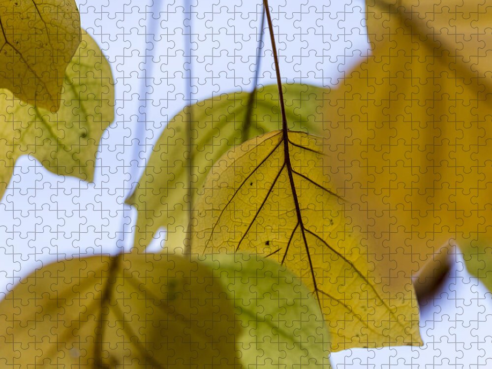 Nature Jigsaw Puzzle featuring the photograph Tulip Tree by Deborah Hughes