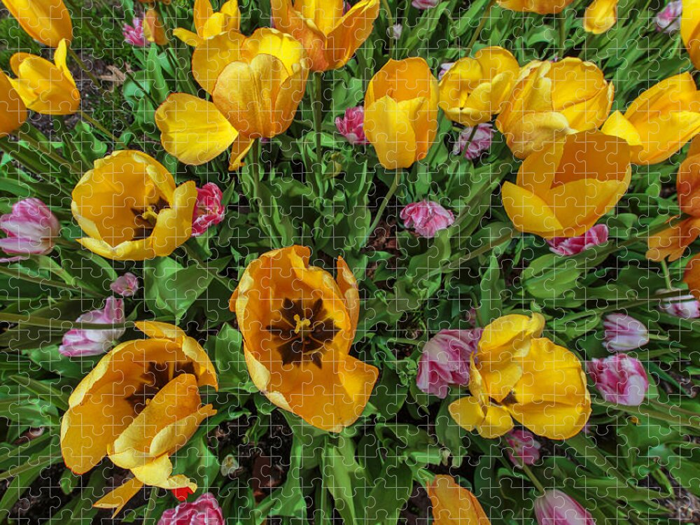 Tulips Jigsaw Puzzle featuring the photograph Tulips In Zoom by Rick Berk