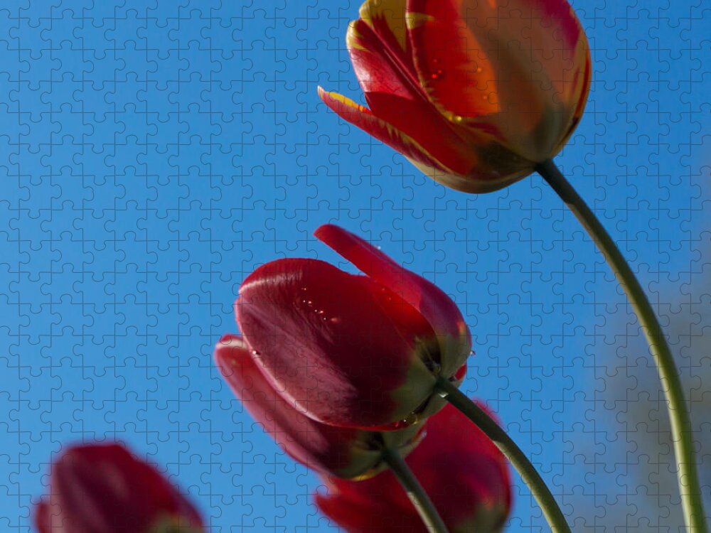 Tulip Jigsaw Puzzle featuring the photograph Tulips on Blue by Photographic Arts And Design Studio