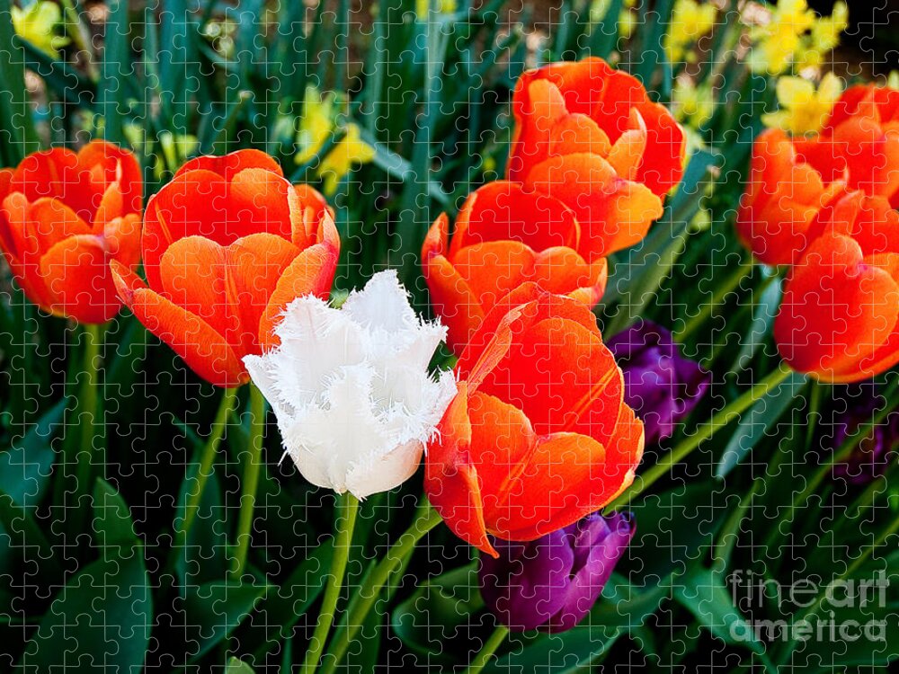 Tulips Jigsaw Puzzle featuring the photograph Tulips by Shijun Munns