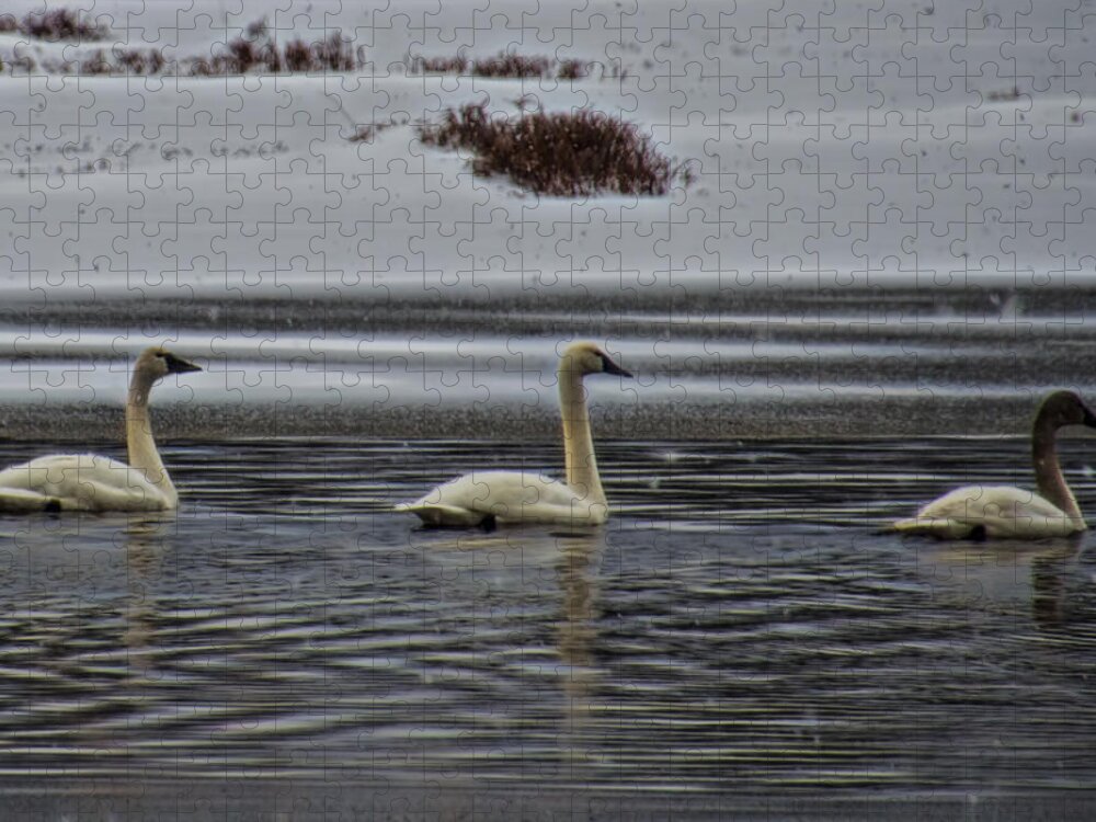 Tundra Swan Jigsaw Puzzle featuring the photograph Tundra Swan Family in the Snow by Beth Venner