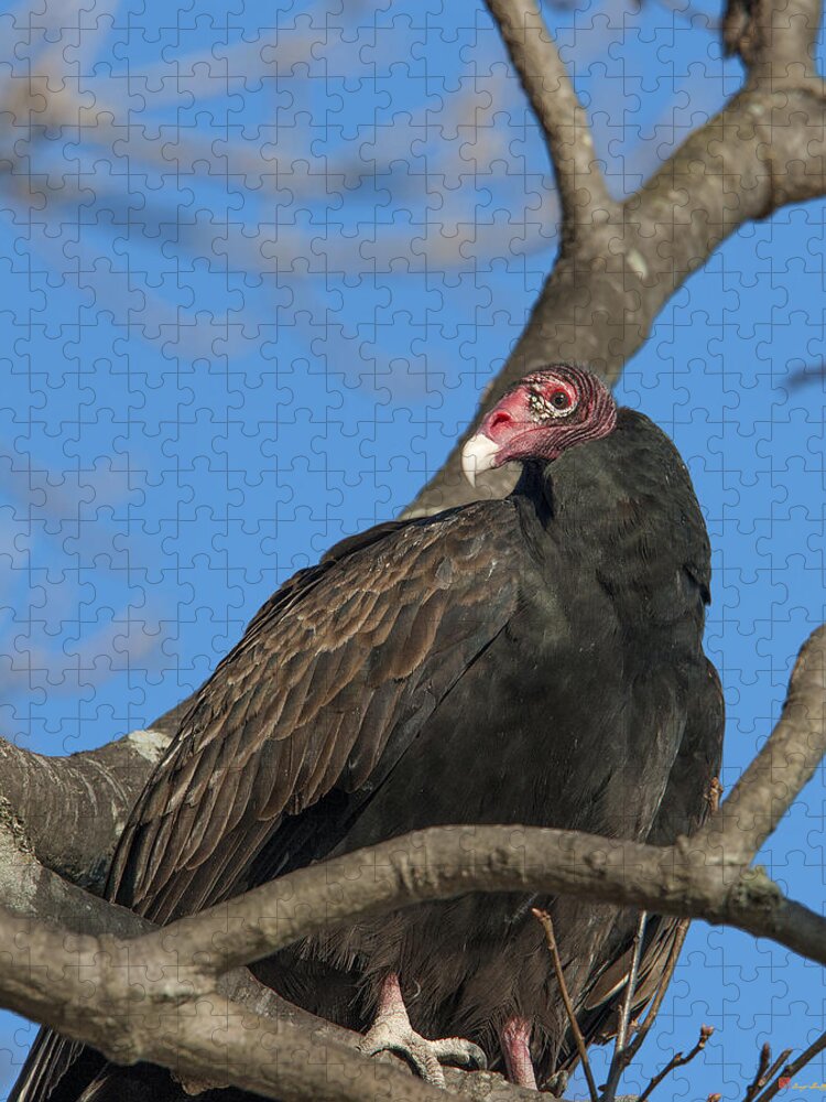 Marsh Jigsaw Puzzle featuring the photograph Turkey Vulture DRB179 by Gerry Gantt