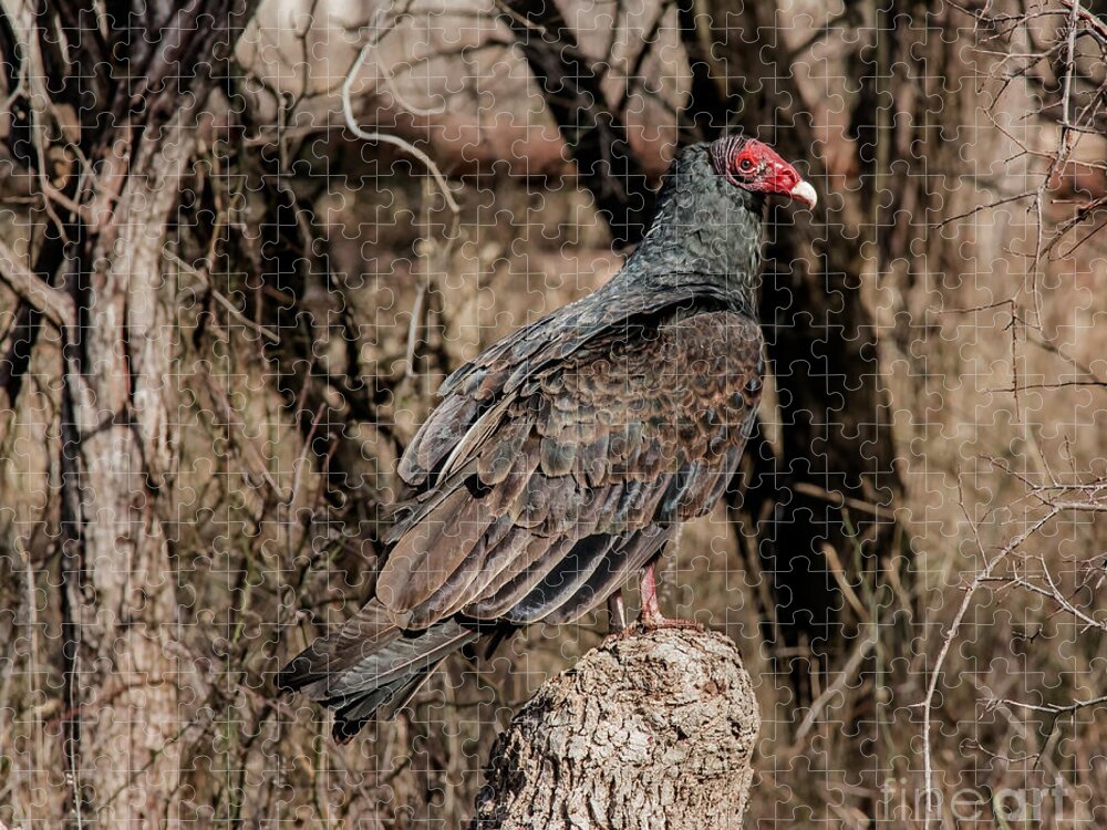 Animal Jigsaw Puzzle featuring the photograph Turkey Vulture Portrait by Robert Frederick