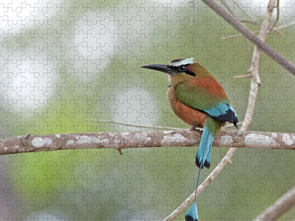 Turquoise-browed Motmot Jigsaw Puzzle featuring the photograph Turquoise Pendant.. by Nina Stavlund
