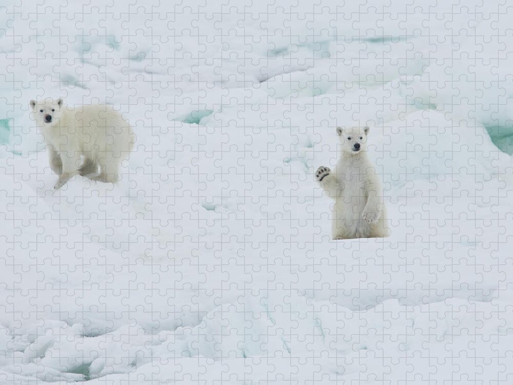 Bear Cub Jigsaw Puzzle featuring the photograph Twin Baby Polar Bear Cubs, One Waving by Darrell Gulin