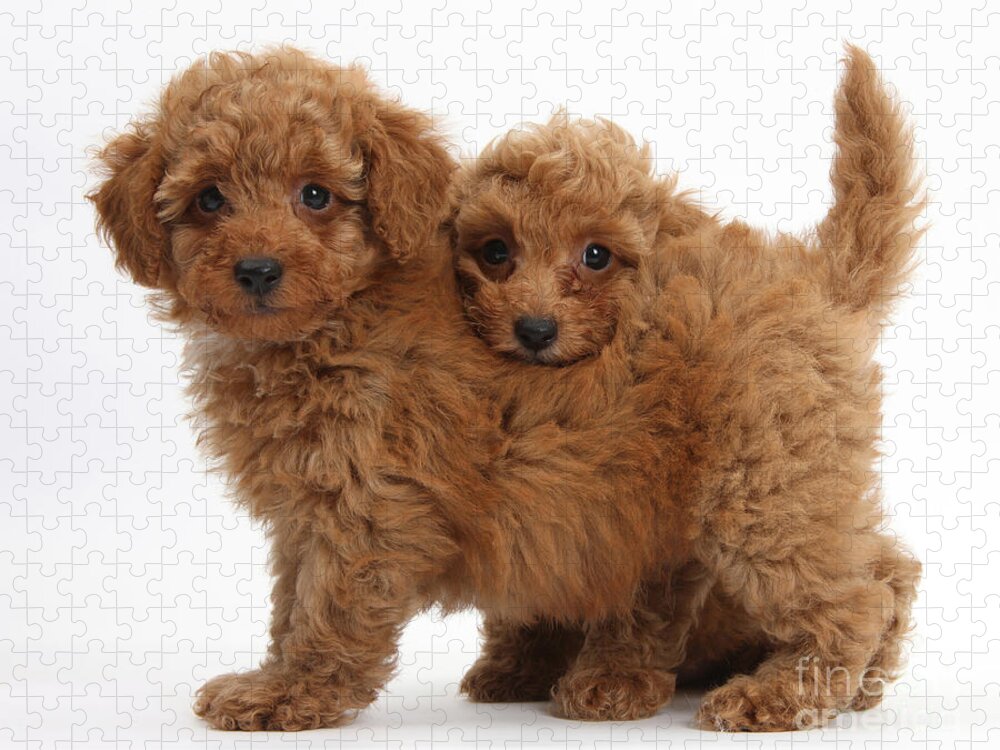 Nature Jigsaw Puzzle featuring the photograph Two Cute Red Toy Poodle Puppies by Mark Taylor