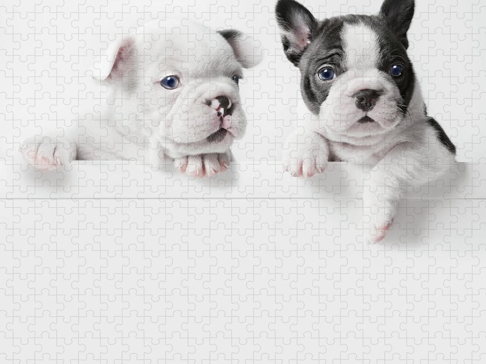Pets Jigsaw Puzzle featuring the photograph Two French Bulldog Puppies Peer Over A by Andrew Bret Wallis