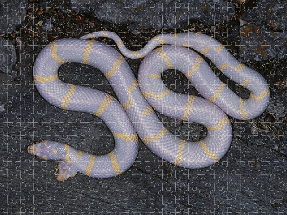Albinic Jigsaw Puzzle featuring the photograph Two-headed Albino Kingsnake by Karl H. Switak