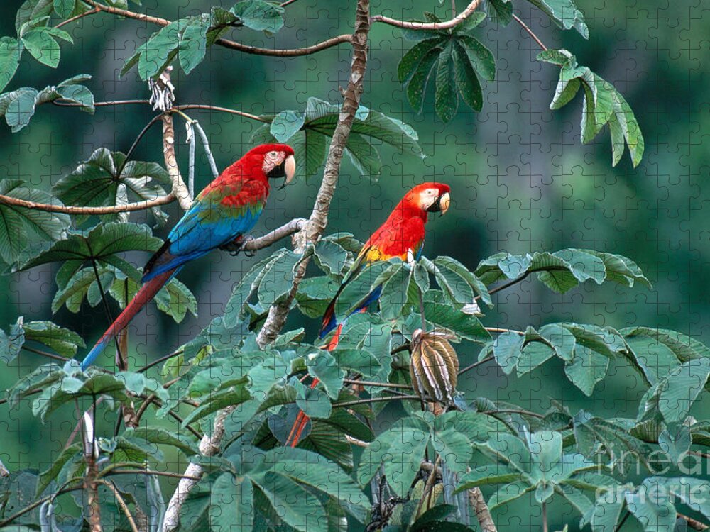 Green-winged Macaw Jigsaw Puzzle featuring the photograph Two Macaws by Art Wolfe