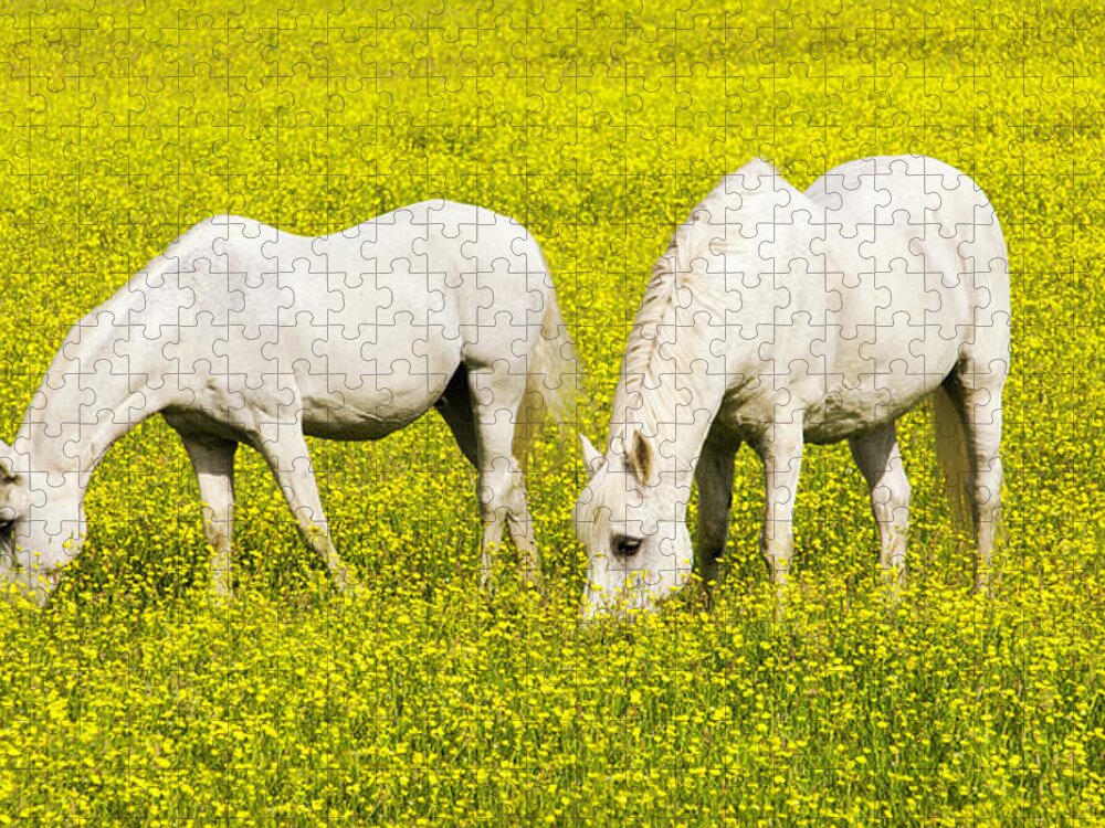 Horse Jigsaw Puzzle featuring the photograph Two White Horses In A Field Of by Simon Butterworth