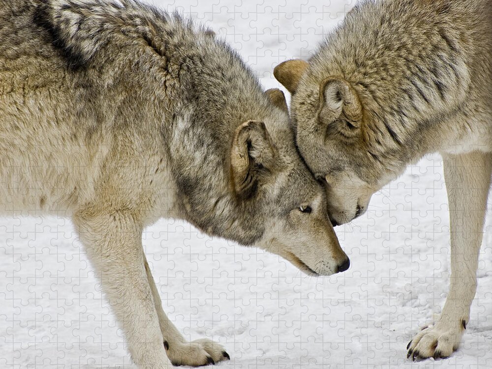 Wolf Jigsaw Puzzle featuring the photograph Two Wolves In A Staredown by Gary Slawsky