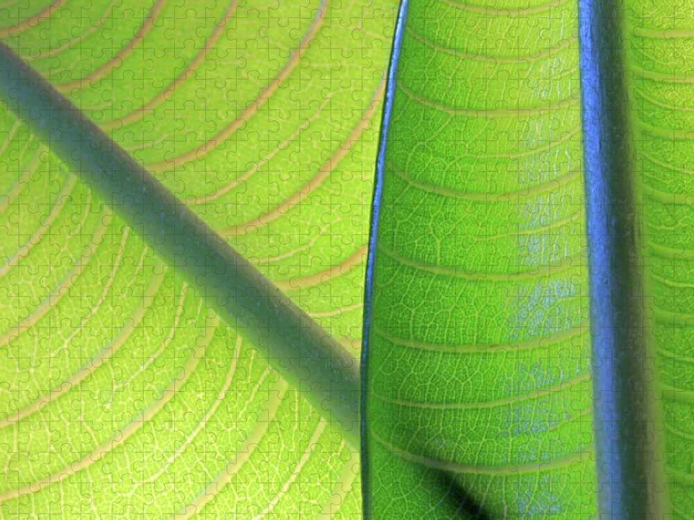 Tropical Tree Jigsaw Puzzle featuring the photograph Two Young Plumeria Leaves Backlit Shows by Zen Rial
