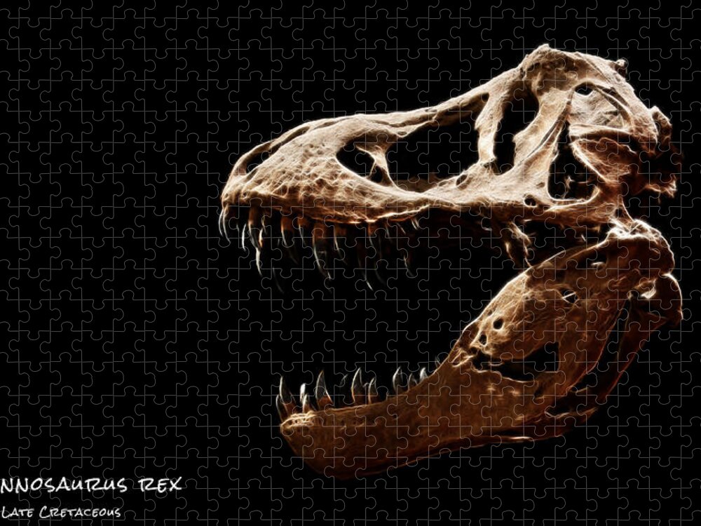 Tyrannosaurus Rex Skull Jigsaw Puzzle featuring the photograph Tyrannosaurus rex skull 4 by Weston Westmoreland
