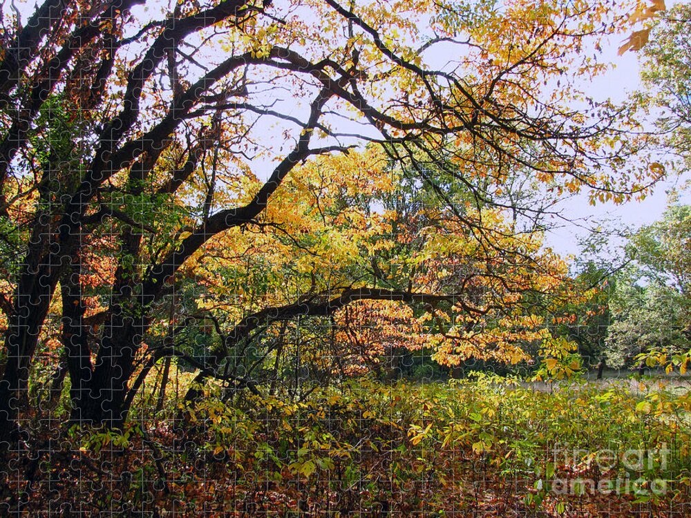 Landscape Jigsaw Puzzle featuring the photograph Under The Autumn Shade Tree by Cedric Hampton