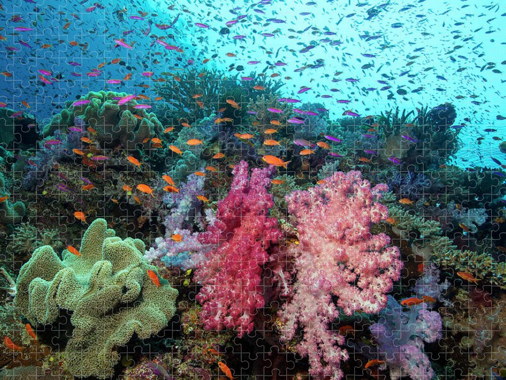 Underwater Jigsaw Puzzle featuring the photograph Underwater Scenic by Stephen Frink