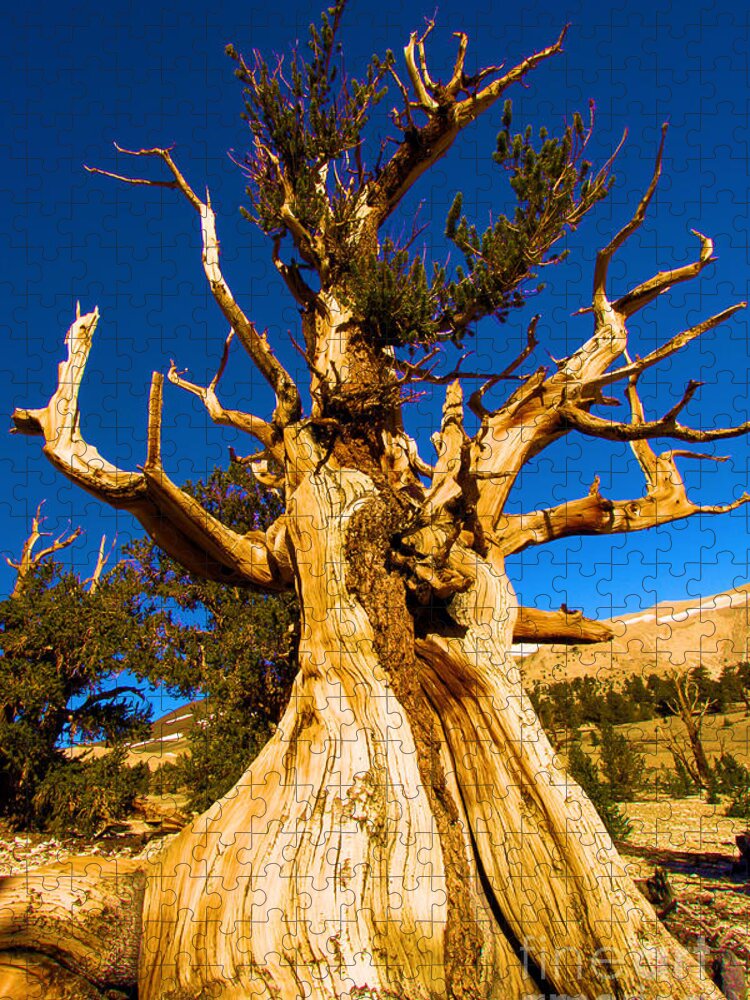 Bristlecone Pine Forest Jigsaw Puzzle featuring the photograph Up The Bristelcone by Adam Jewell