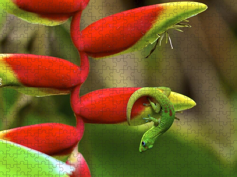 Gecko Jigsaw Puzzle featuring the photograph Upside Down by Jade Moon