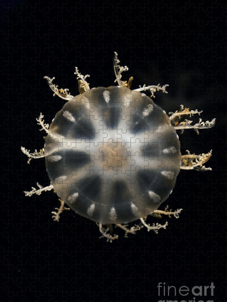 Hiroya Minakuchi Jigsaw Puzzle featuring the photograph Upside-down Jellyfish Japan by Hiroya Minakuchi