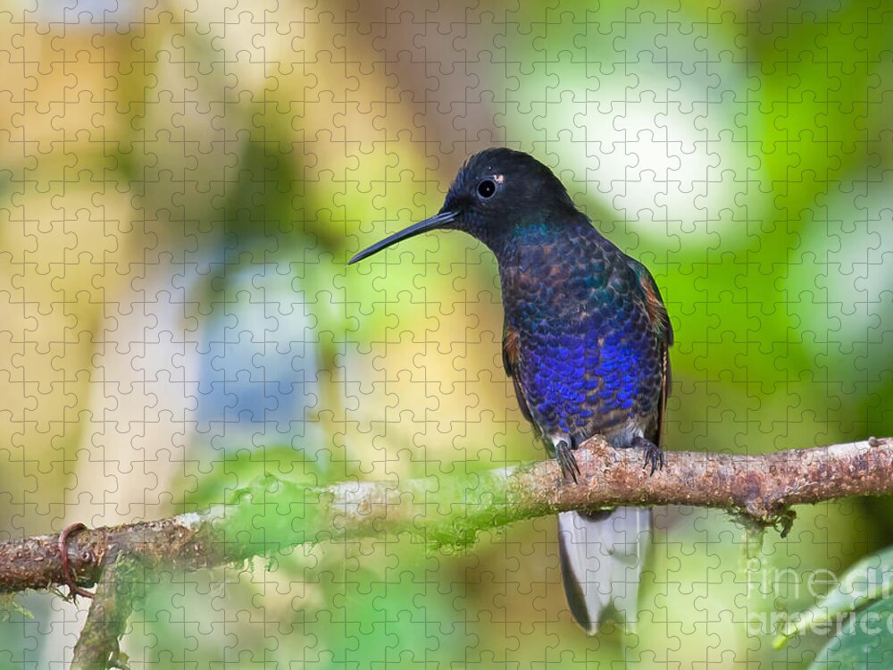 Animal Jigsaw Puzzle featuring the photograph Velvet-purple Coronet by Jean-Luc Baron