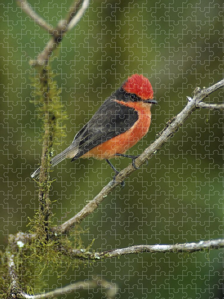 Feb0514 Jigsaw Puzzle featuring the photograph Vermilion Flycatcher Male In Scalesia by Tui De Roy
