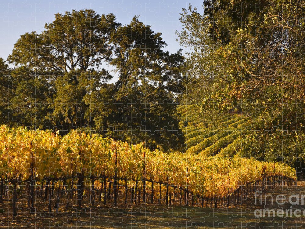 Craig Lovell Jigsaw Puzzle featuring the photograph Vines and Oaks Alexander Valley by Craig Lovell