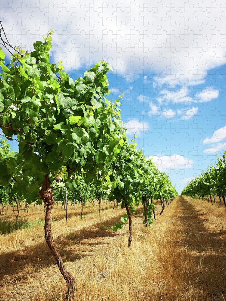Tranquility Jigsaw Puzzle featuring the photograph Vineyards by Frances Andrijich