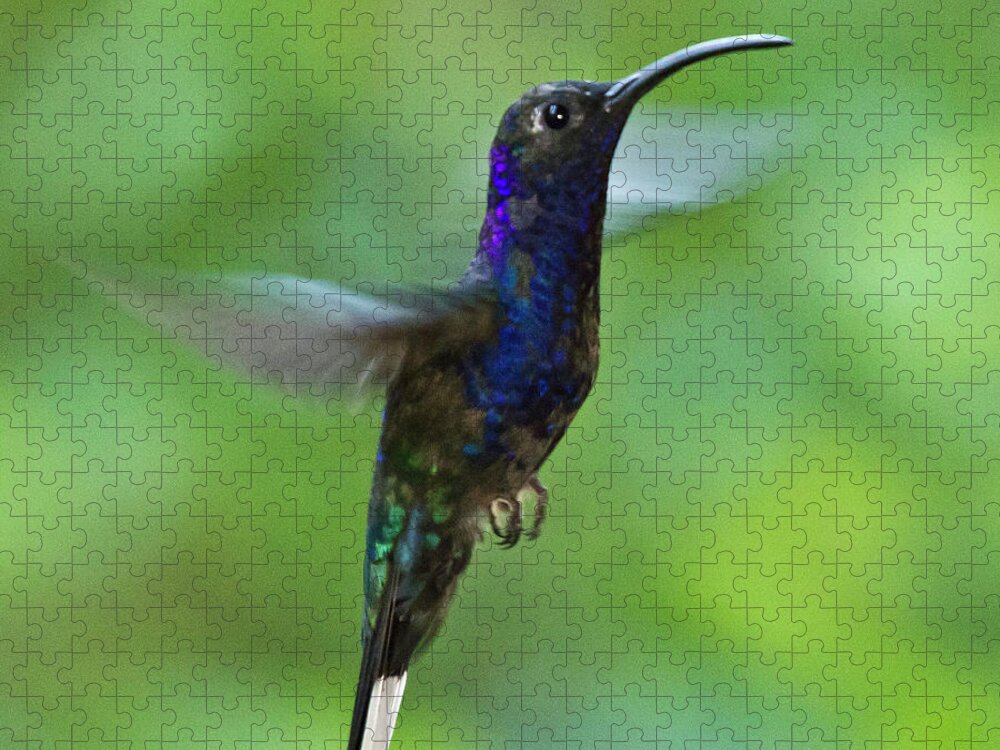 Violet Sabrewing Hummingbird Jigsaw Puzzle featuring the photograph Violet Sabrewing Hummingbird by Heiko Koehrer-Wagner