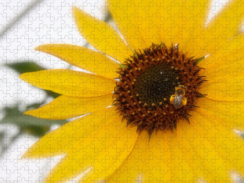 Sunflower Photograph Jigsaw Puzzle featuring the photograph Vivid Sunflower with Bee Fine Art Nature Photography by Jerry Cowart